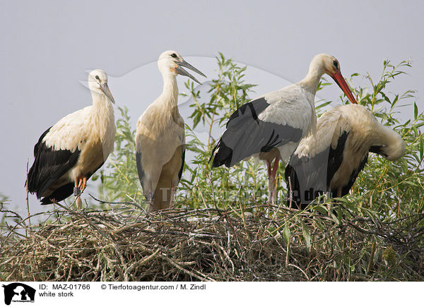 Weistorch / white stork / MAZ-01766