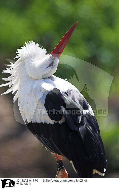 Weistorch / white stork / MAZ-01770