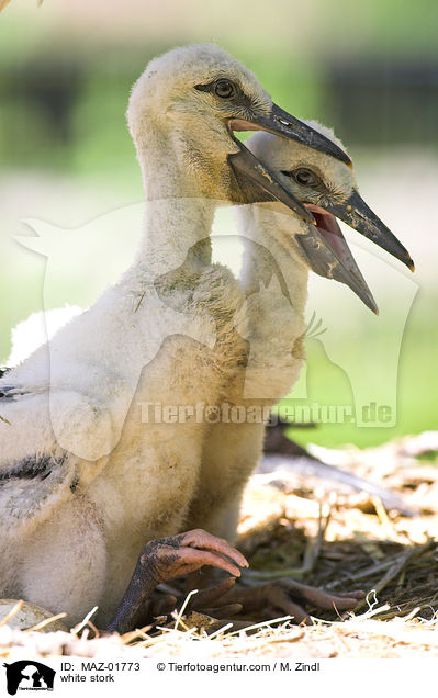 Weistorch / white stork / MAZ-01773