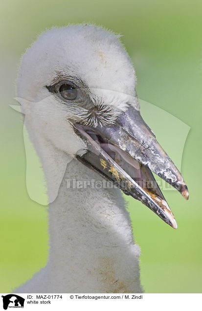 Weistorch / white stork / MAZ-01774