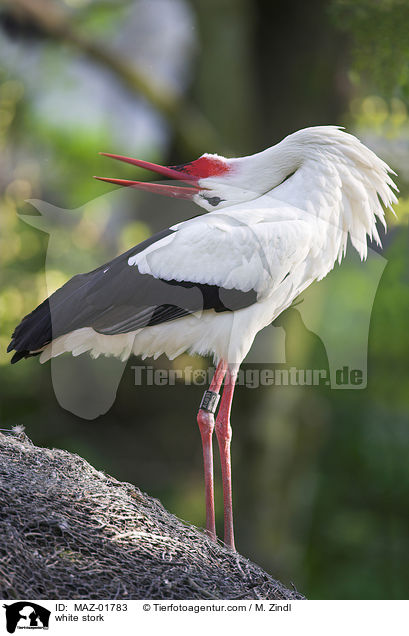 Weistorch / white stork / MAZ-01783