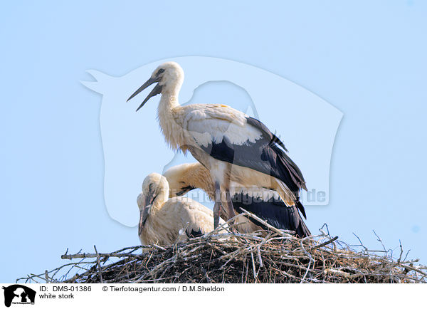Weistorch / white stork / DMS-01386