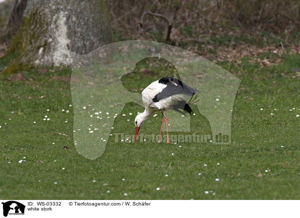 Weistorch / white stork / WS-03332