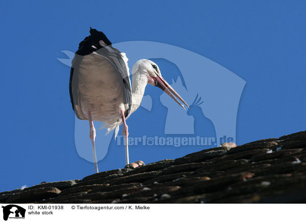 Weistorch / white stork / KMI-01938