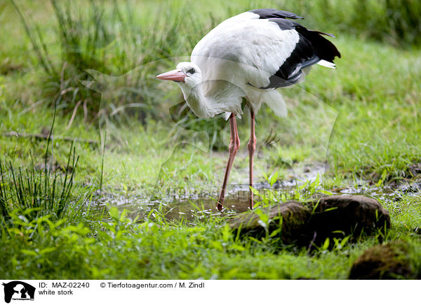 Weistorch / white stork / MAZ-02240