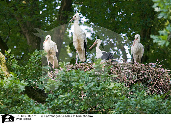 Weistrche / white storks / MBS-03674