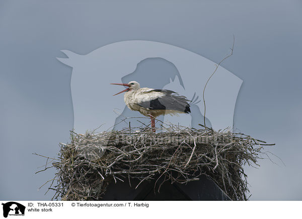 Weistorch / white stork / THA-05331