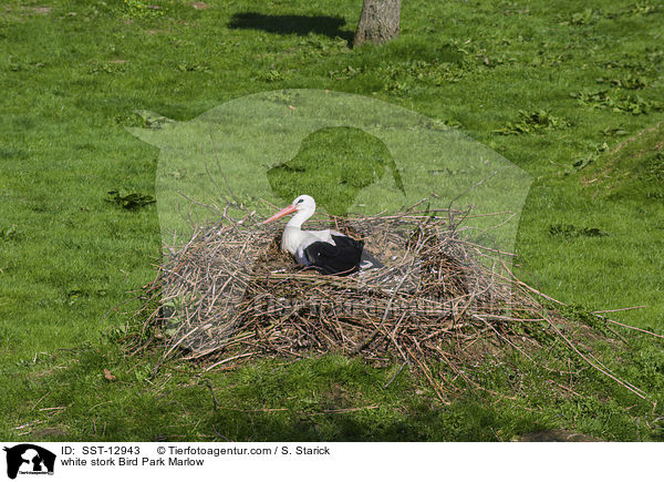 Weistorch Vogelpark Marlow / white stork Bird Park Marlow / SST-12943