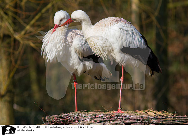 Weistrche / white storks / AVD-03548