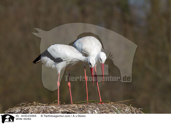Weistrche / white storks / AVD-03564