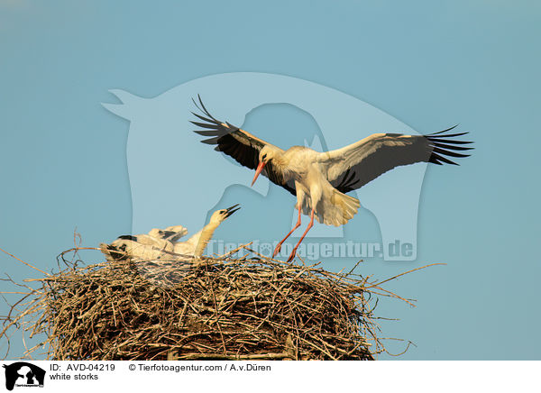 Weistrche / white storks / AVD-04219