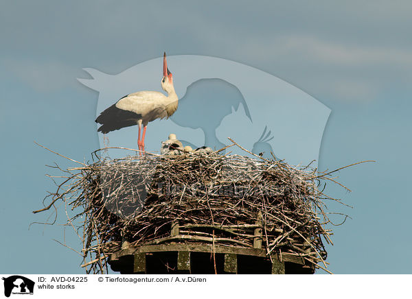 Weistrche / white storks / AVD-04225