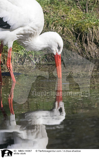 Weistorch / white stork / MBS-14067