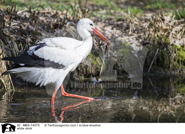 white stork / MBS-14075