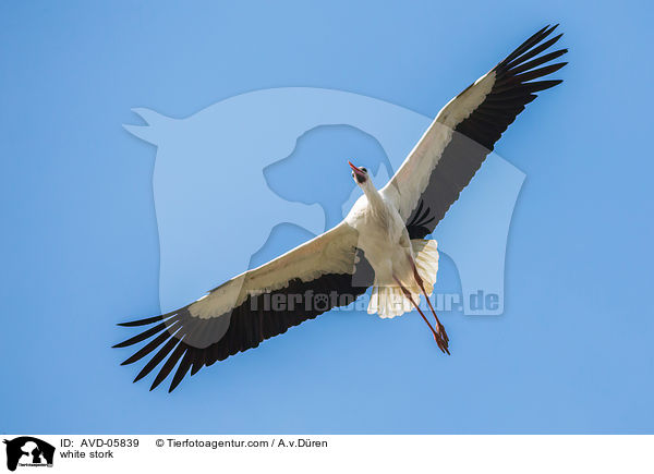 Weistorch / white stork / AVD-05839