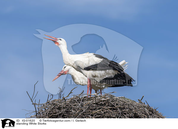stehende Weistrche / standing White Storks / IG-01620