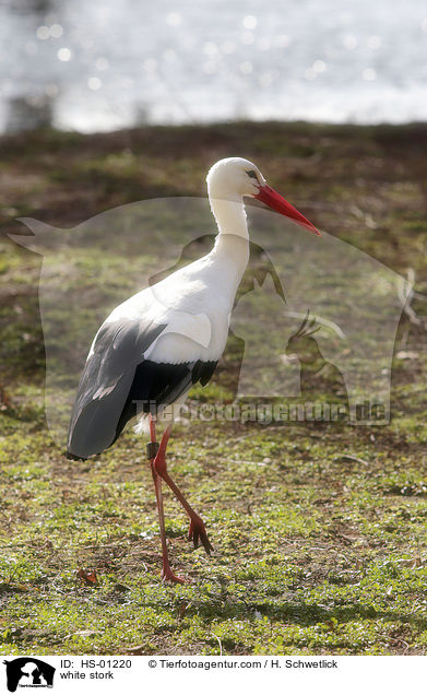 white stork / HS-01220