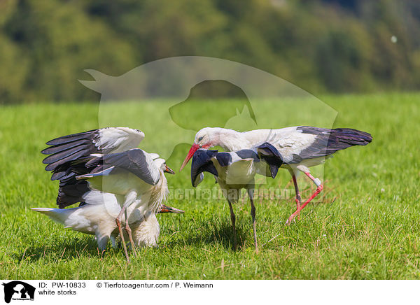 white storks / PW-10833