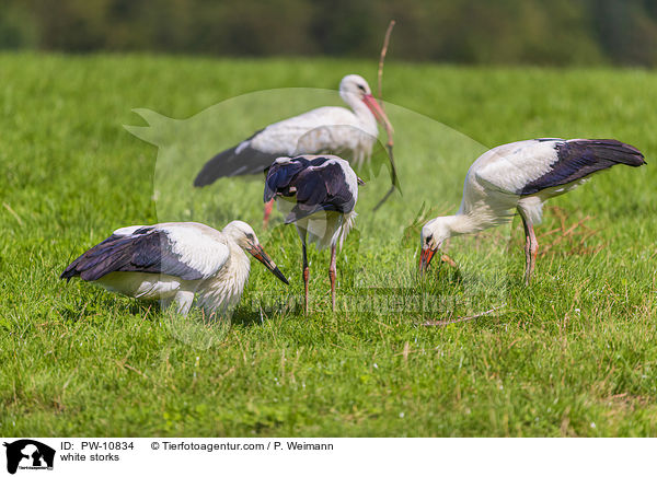 white storks / PW-10834