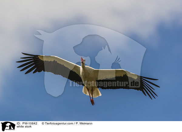 white stork / PW-10842