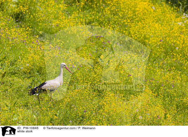 white stork / PW-10846