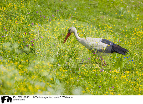 white stork / PW-10858