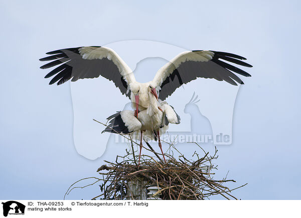 mating white storks / THA-09253