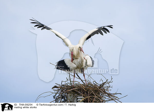 mating white storks / THA-09254