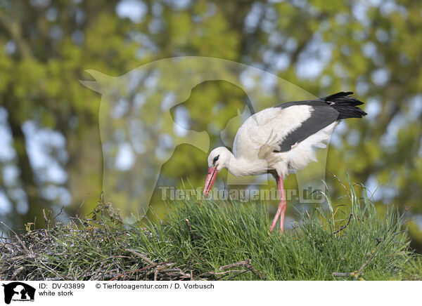 white stork / DV-03899