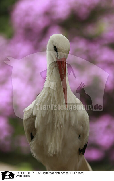 white stork / HL-01937