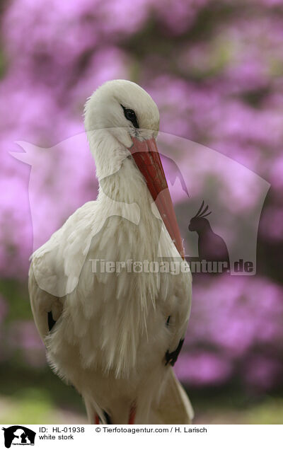 white stork / HL-01938