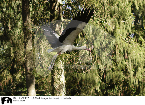 white stork / HL-02117