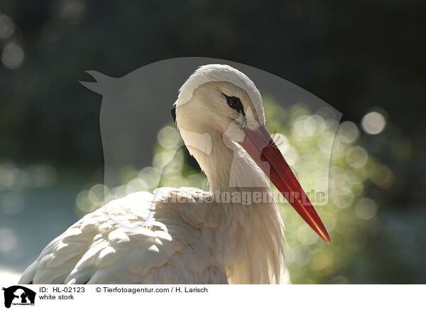 white stork / HL-02123