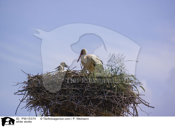 white storks / PW-15374