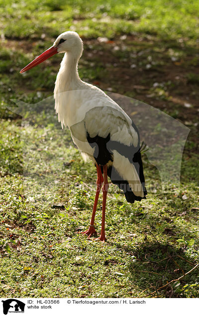 white stork / HL-03566