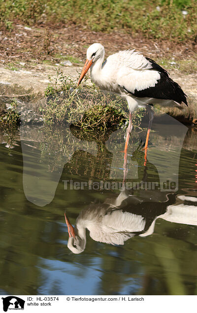white stork / HL-03574