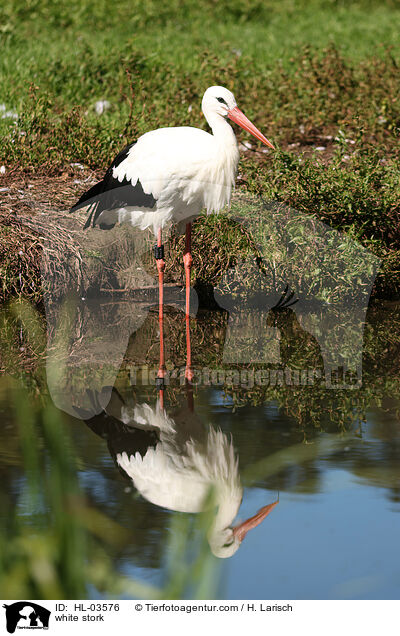 Weistorch / white stork / HL-03576