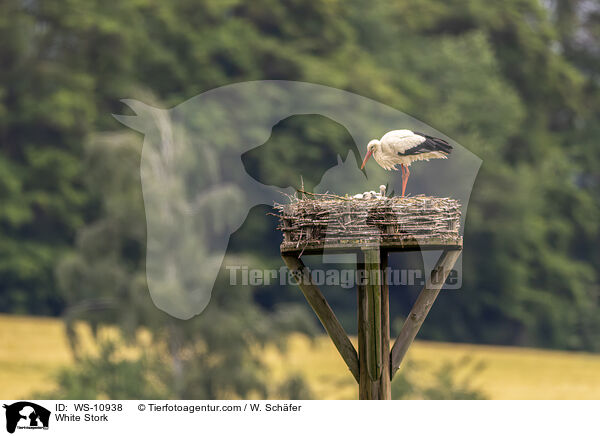 White Stork / WS-10938