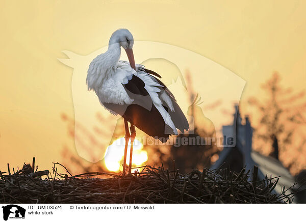 Weistorch / white stork / UM-03524