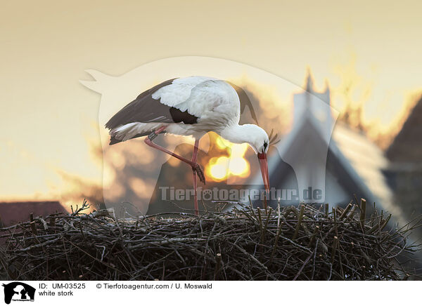 Weißstorch / white stork / UM-03525