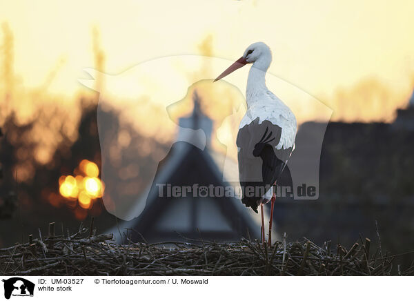 white stork / UM-03527