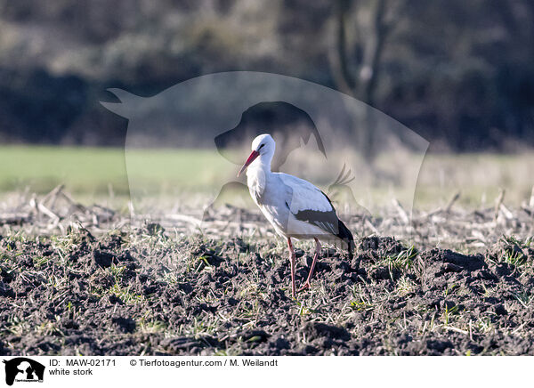 Weistorch / white stork / MAW-02171