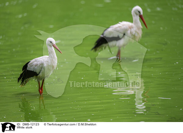 Weistorch / White stork / DMS-12123
