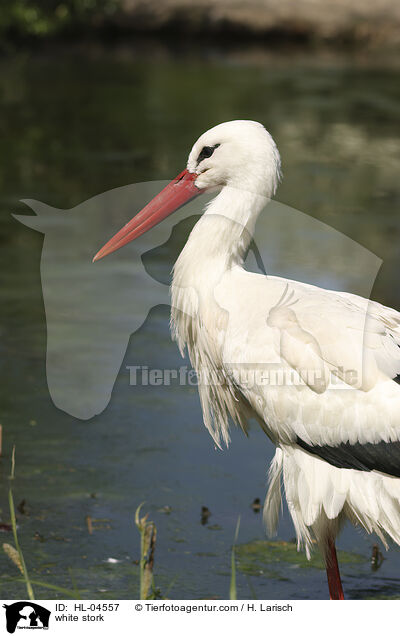Weistorch / white stork / HL-04557
