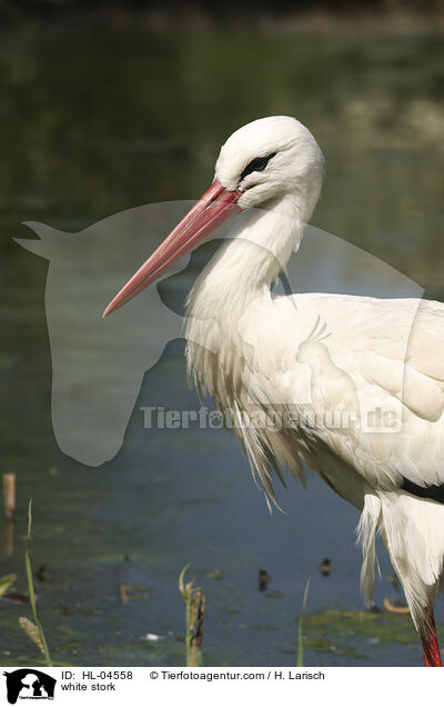 Weistorch / white stork / HL-04558