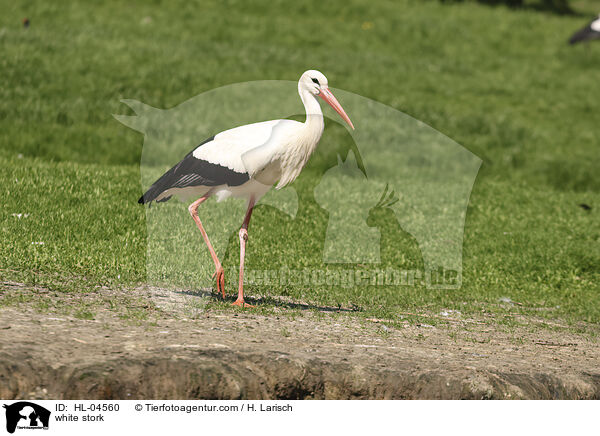 Weistorch / white stork / HL-04560