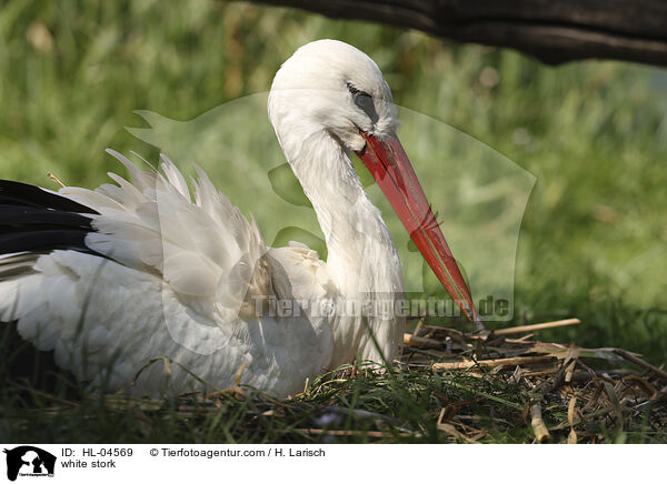 Weistorch / white stork / HL-04569