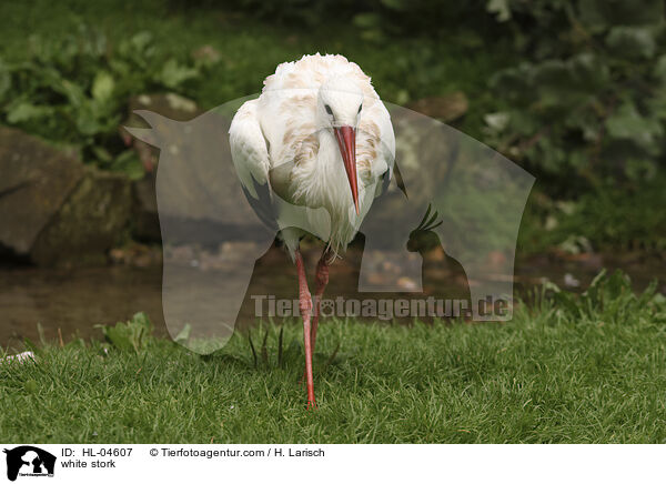 Weistorch / white stork / HL-04607