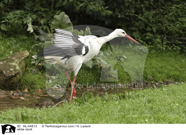 Weistorch / white stork / HL-04613