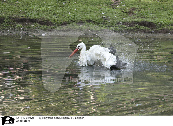 Weistorch / white stork / HL-04626